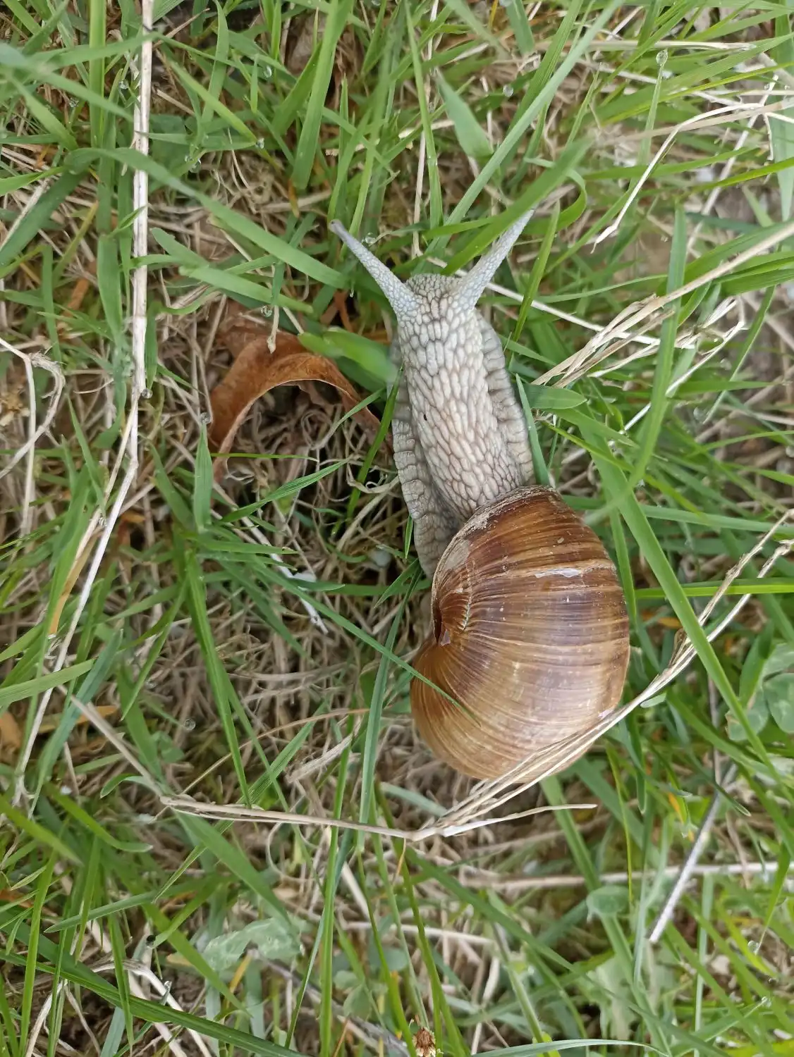 Schnecke